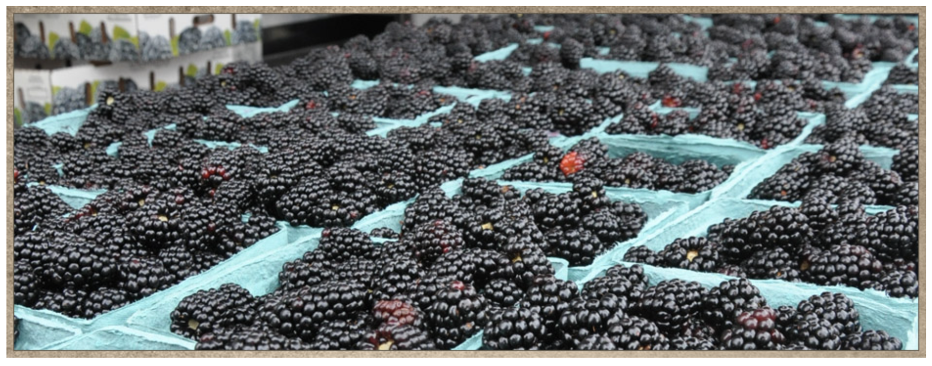 blackberry